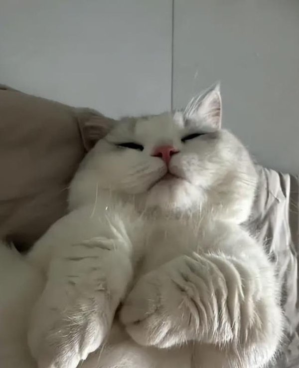 武汉世牛 猫咪啃墙舔袋子怪癖多？身体缺啥在报警！3招让它活蹦乱跳